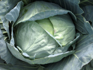 large-cabbage-heads