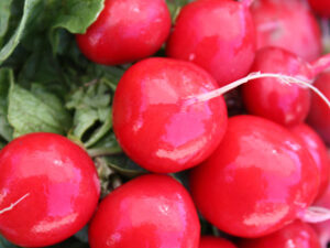 red-radishes