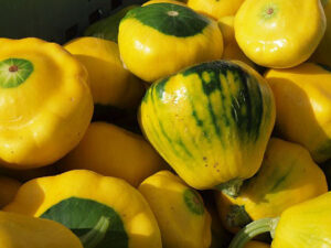 yellow-squash