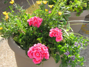 mixed-flower-baskets