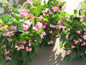 begonia-flowers