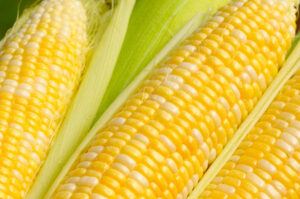 fresh-corn